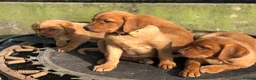 Labrador Retriever dogs for sale: Fox Red Labrador Puppy's For Sale - Advert 18