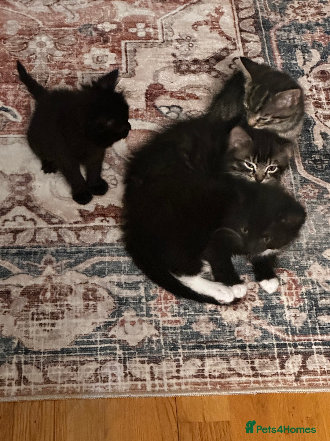 Tibetan cats for sale: Kittens for sale - Advert 1