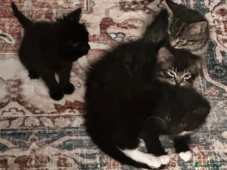 Tibetan cats Kittens for sale - Advert 1