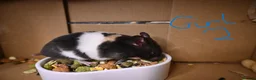 Hamster rodents for sale: Mixed Syrian hamsters ready to go  in Preston - Advert 5