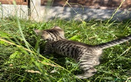 Mixed Breed cats for sale: Lovely kittens  - Image 4