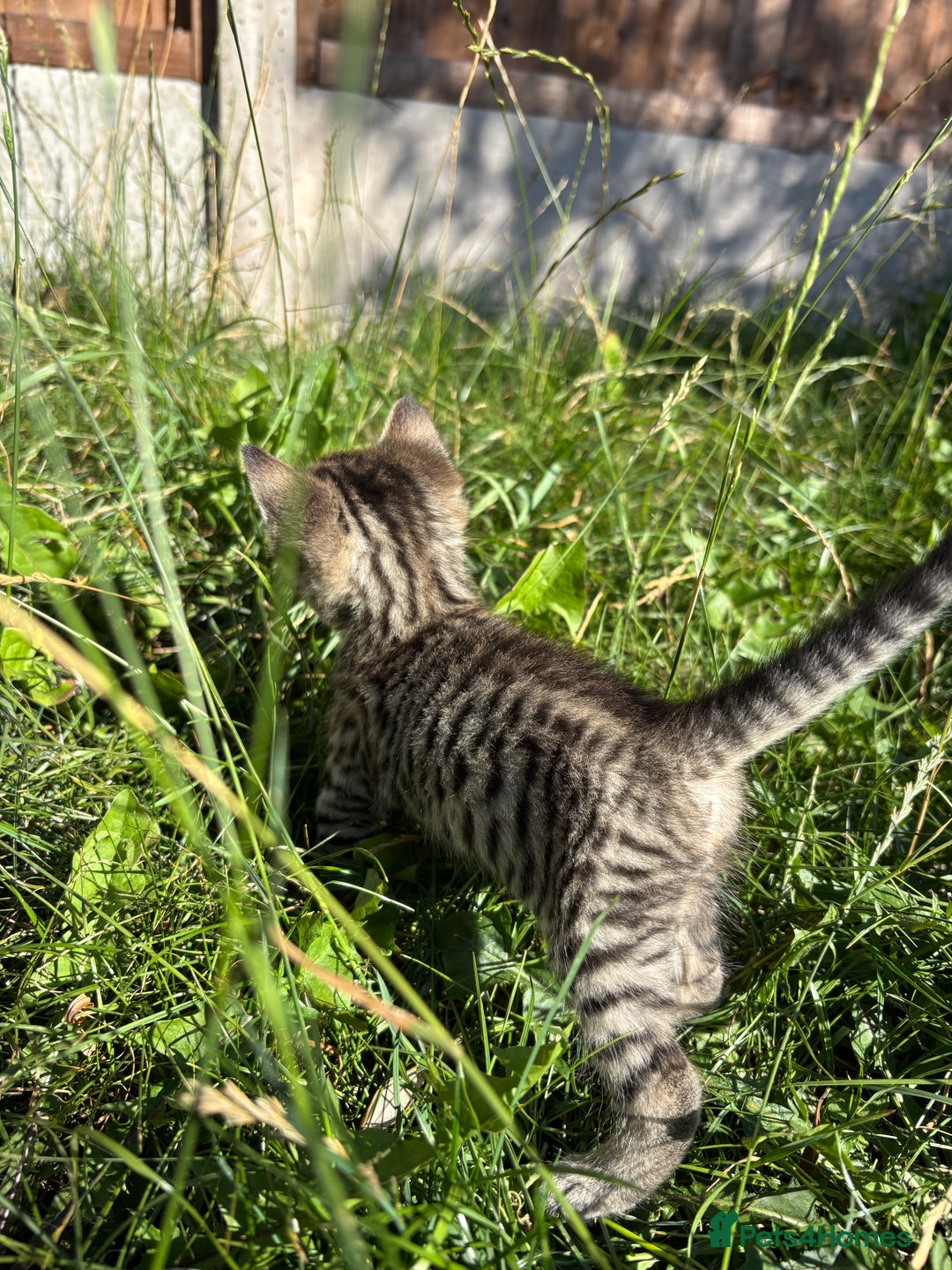 Mixed Breed cats for sale: Lovely kittens  - Image 4