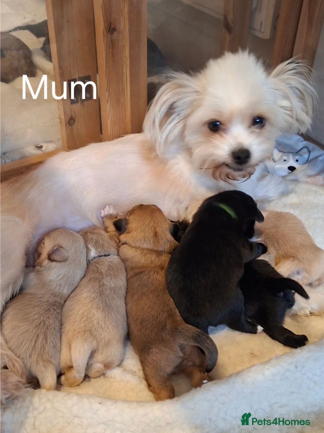 Shih Tzu dogs for sale: Stunning Shih Tzu puppies in Maidstone - Advert 1