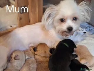 Shih Tzu dogs Stunning Shih Tzu puppies - Advert 1