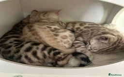 Bengal cats for sale: Outstanding kittens from Show parents. - Image 5