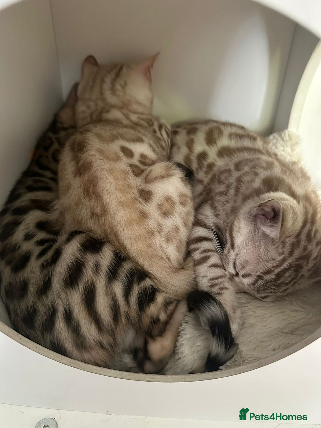 Bengal cats for sale: Outstanding kittens from Show parents. - Image 5