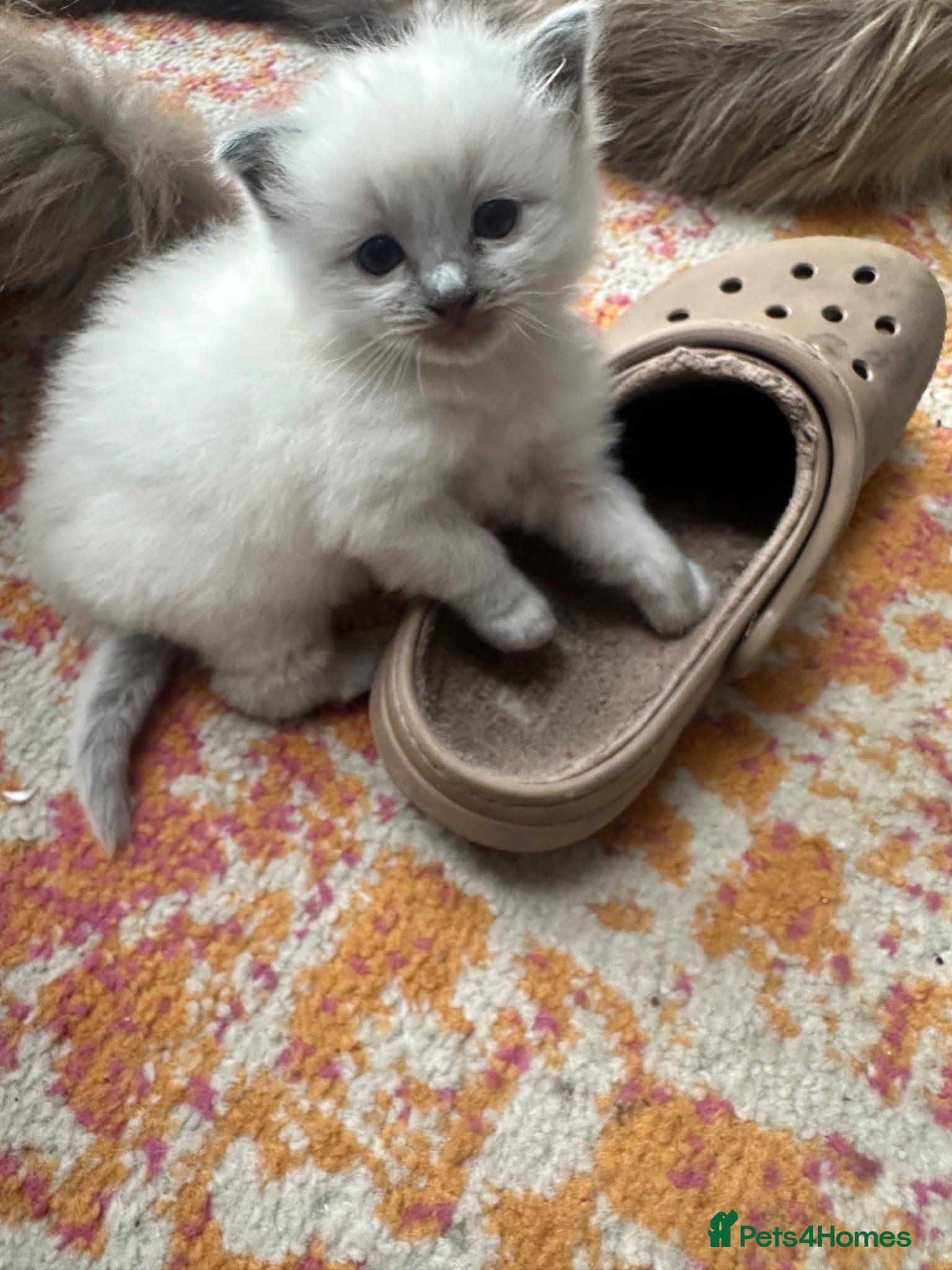 Ragdoll cats One handsome ragdoll boy kitten  for sale  - Advert 2
