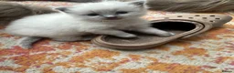 Ragdoll cats for sale: One handsome ragdoll boy kitten  for sale  - Advert 1