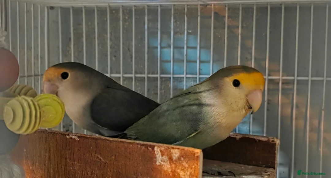 Lovebirds birds for sale: Baby love bird - Advert 6