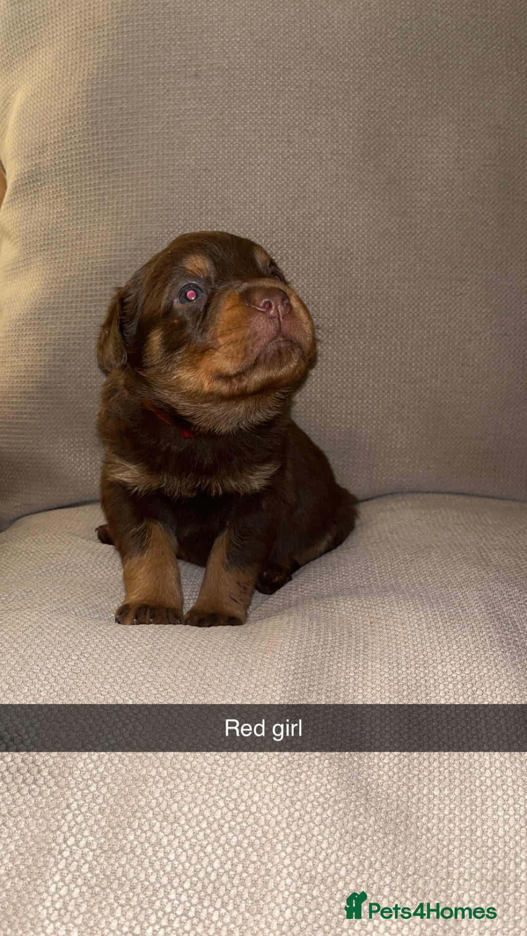 Rottweiler dogs for sale: Black & tan and red Rottweiler puppies - Advert 10