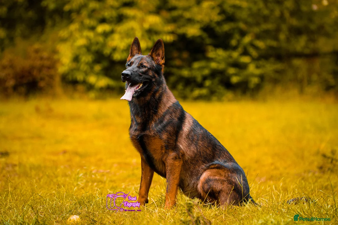 German Shepherd dogs for sale: Kc reg working line German shepherd pups in Barnsley - Advert 37
