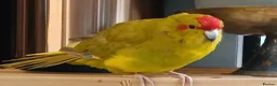 Parakeets birds for sale: Kakariki hens kakariki hens - Advert 17