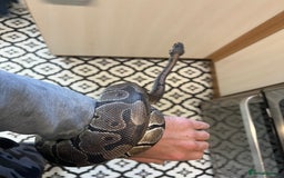 Python Snake reptiles for sale: Friendly Female Ball Pytho, Full Viv & feeding box - Image 5