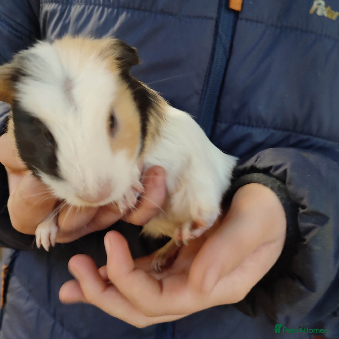 Guinea Pig rodents for sale: Guinea pigs for sale  - Advert 10