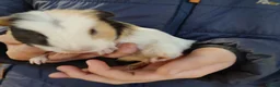 Guinea Pig rodents for sale: Guinea pigs for sale  - Advert 9