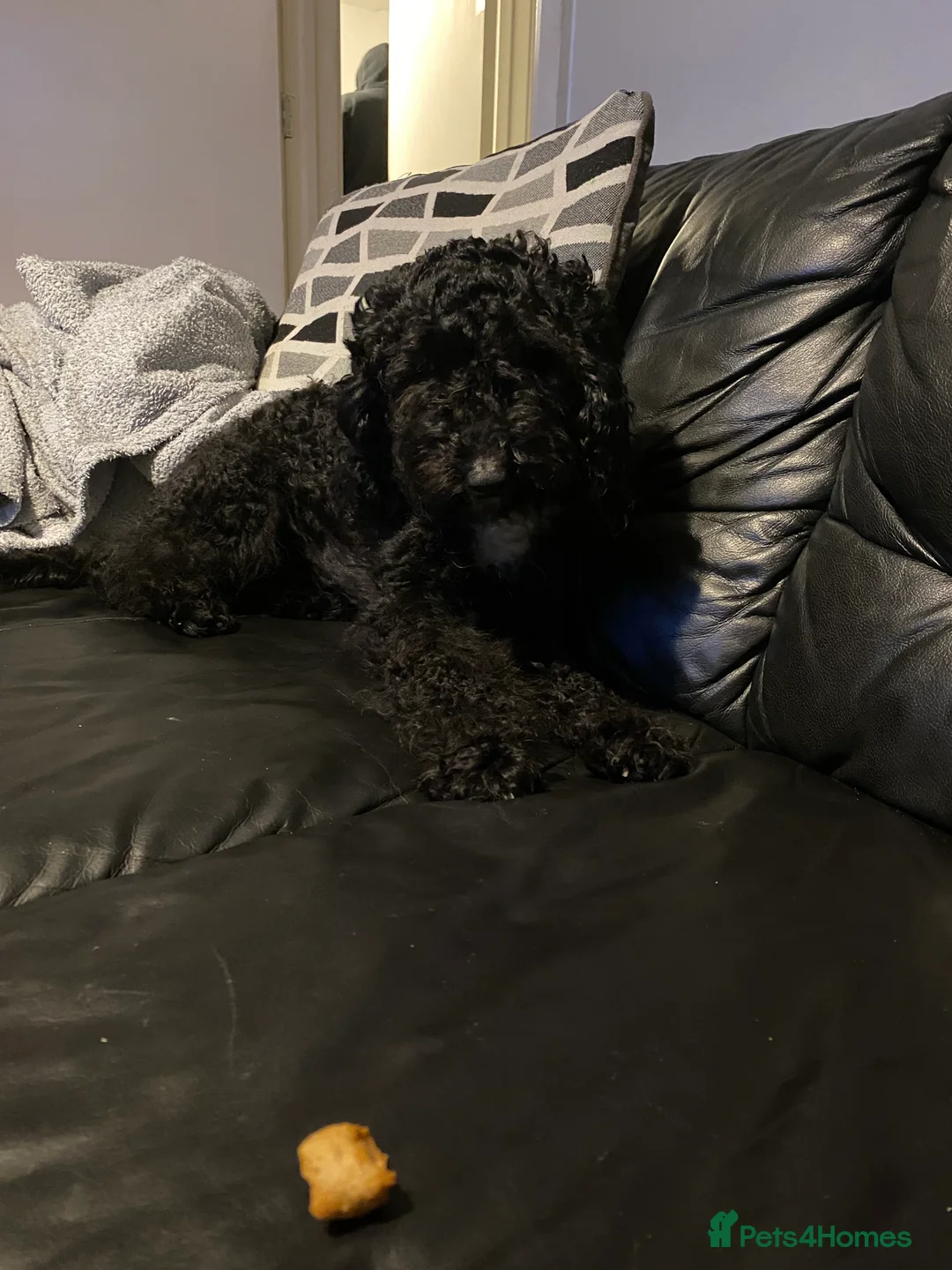 Cockapoo dogs for stud: F2 cockapoo for Stud in Rotherham - Advert 2