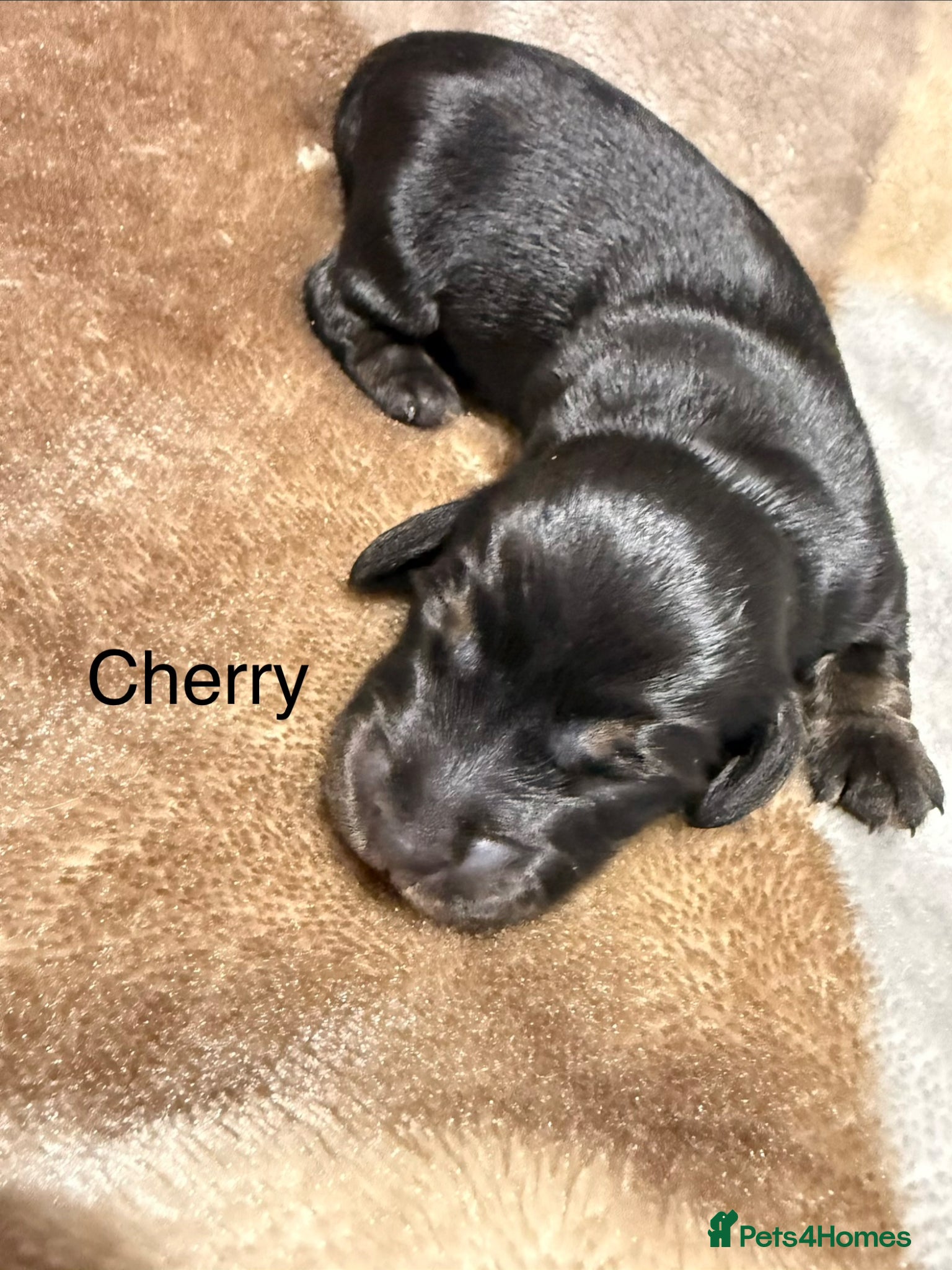 Dachshund dogs Black and cream longhaired miniature dachshund  - Advert 1