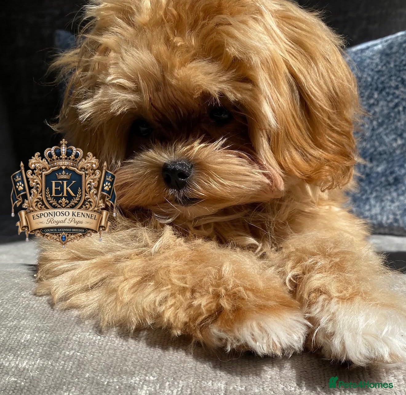 Maltipoo dogs 👑 ESPONJOSO Asian Maltipoo 4⭐ Council Licensed 👑 - Advert 1