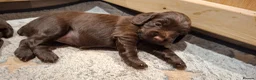 Cocker Spaniel dogs for sale: Working Cocker Spaniel Puppies - Advert 13