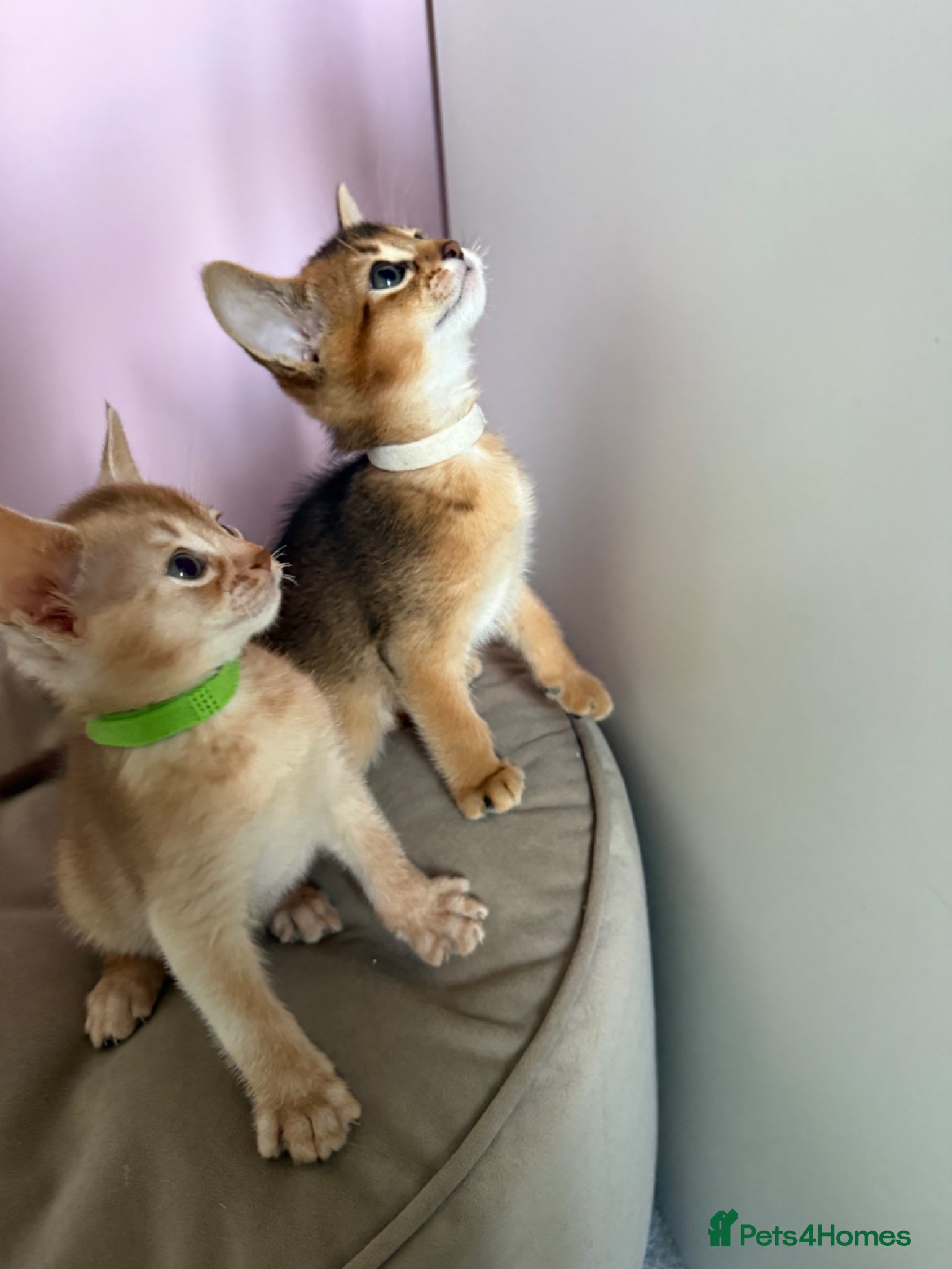 Abyssinian cats TICA reg Fawn and Ruddy Aby boys - Advert 2