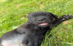 Cane Corso dogs for sale: Beautiful cane Corso puppies  - Image 22