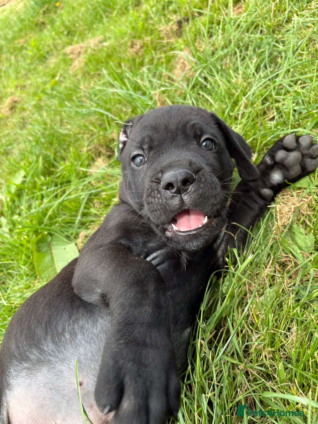 Cane Corso dogs for sale: Beautiful cane Corso puppies  - Image 22