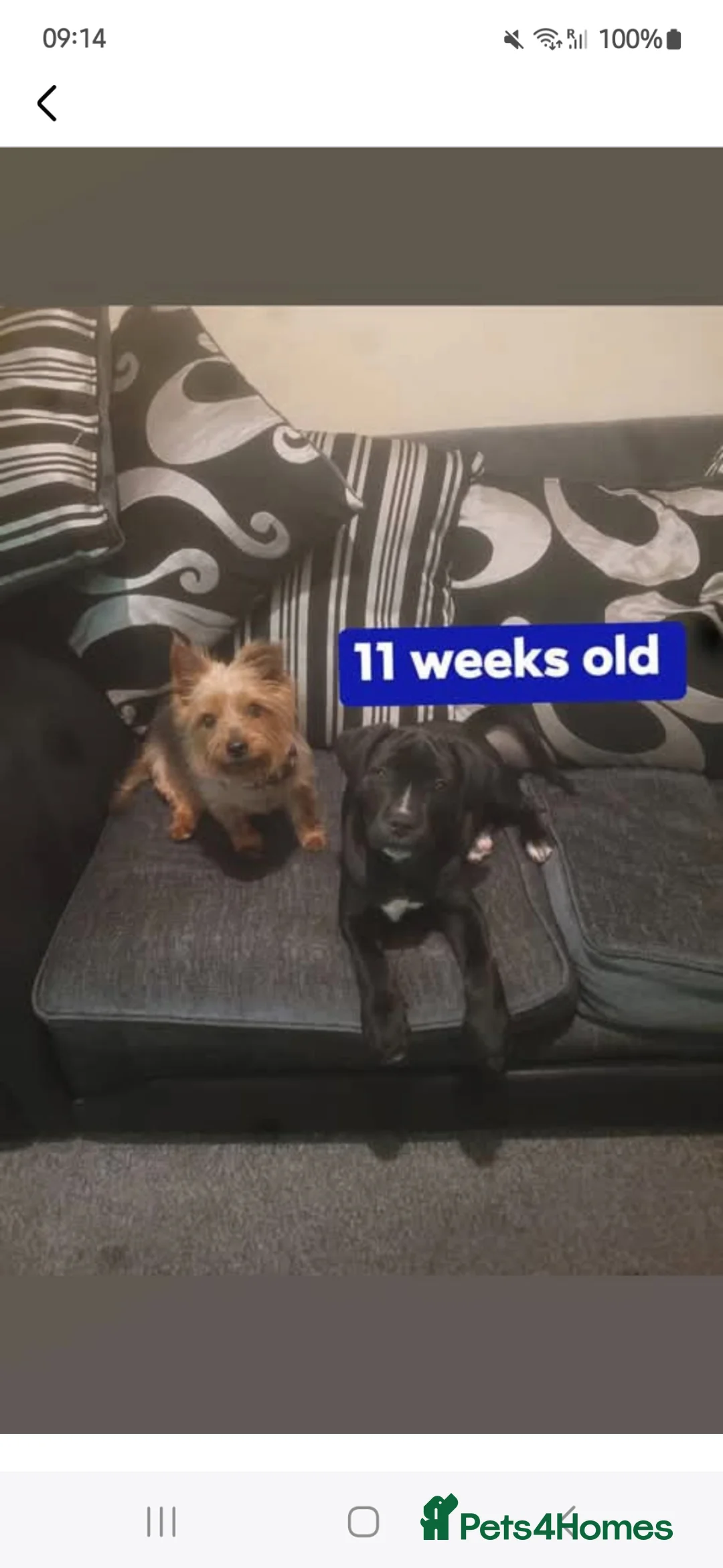 Mixed Breed dogs for sale: Female cane corso an our mal husky cross chow chow in Prestatyn - Advert 2