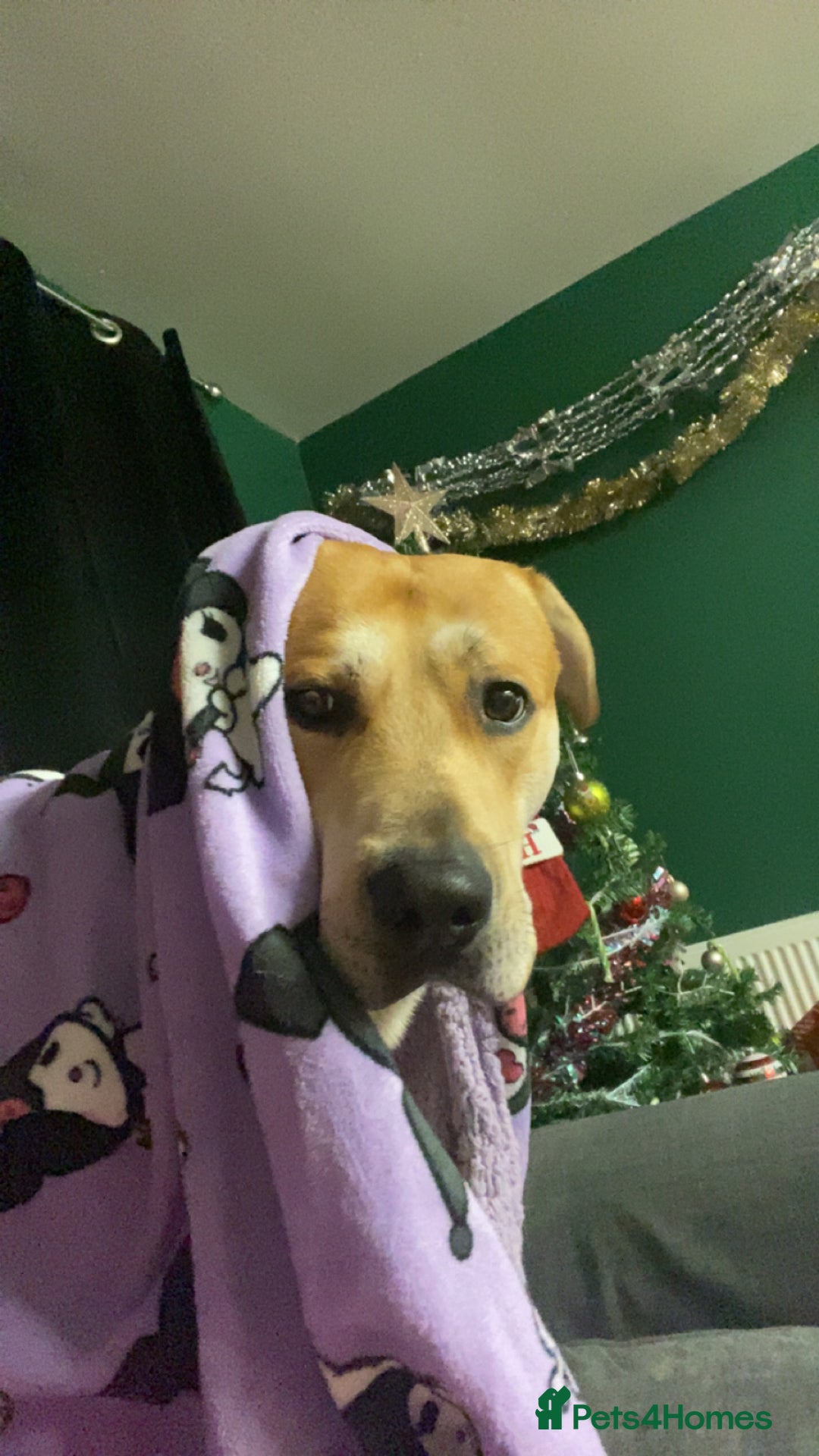 Mixed Breed dogs for sale: 2 y/o mastador/german shepherd  - Advert 2