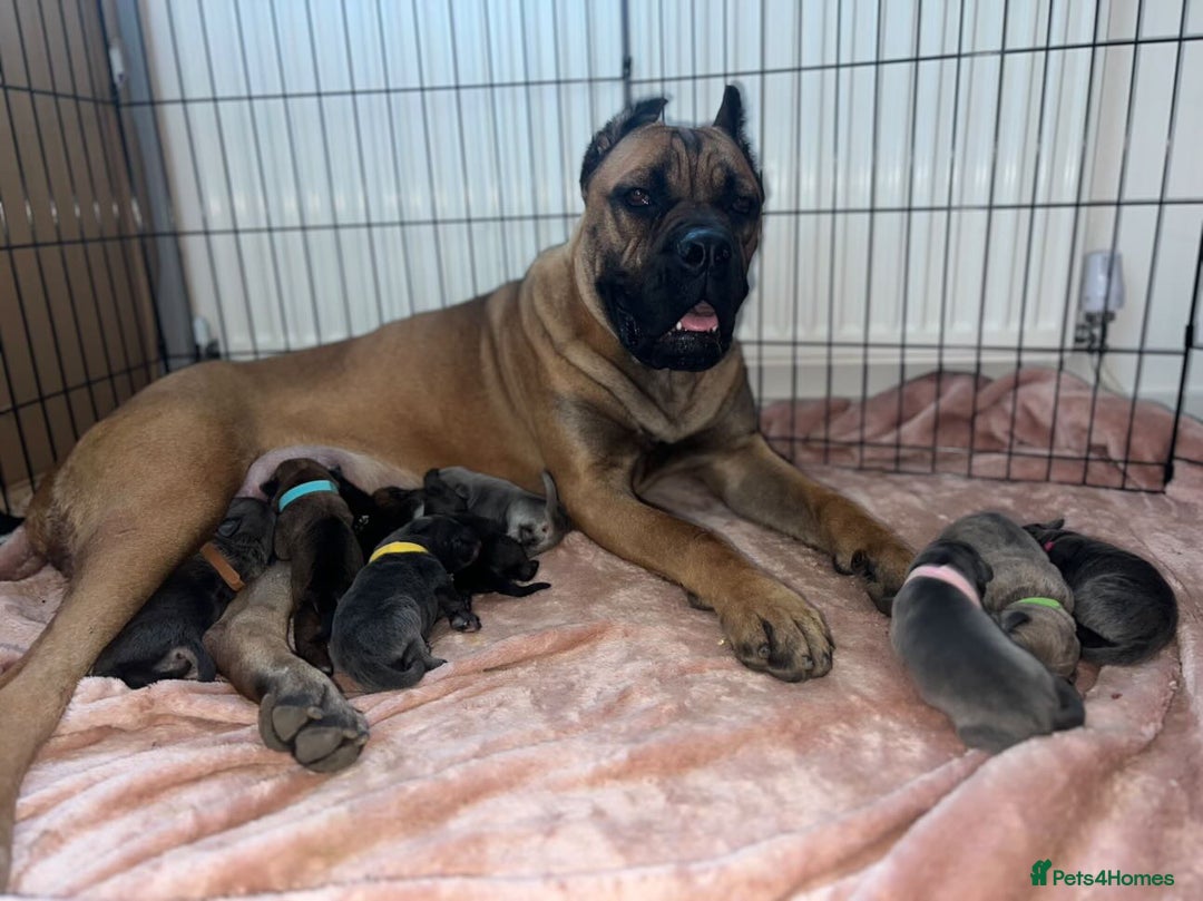 Cane Corso dogs for sale: ICF/ICCF Champion 6th GENERATION Cane Corso pups - Advert 1