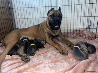 Cane Corso dogs ICF/ICCF Champion 6th GENERATION Cane Corso pups - Advert 4