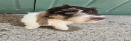 Cockapoo dogs for sale: F1 cockapoo puppies  - Advert 4