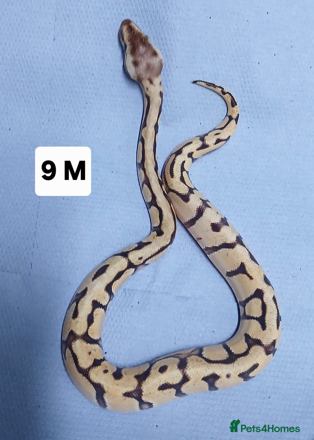 Python Snake reptiles for sale: Hatchling Royal Pythons Males  - Advert 5