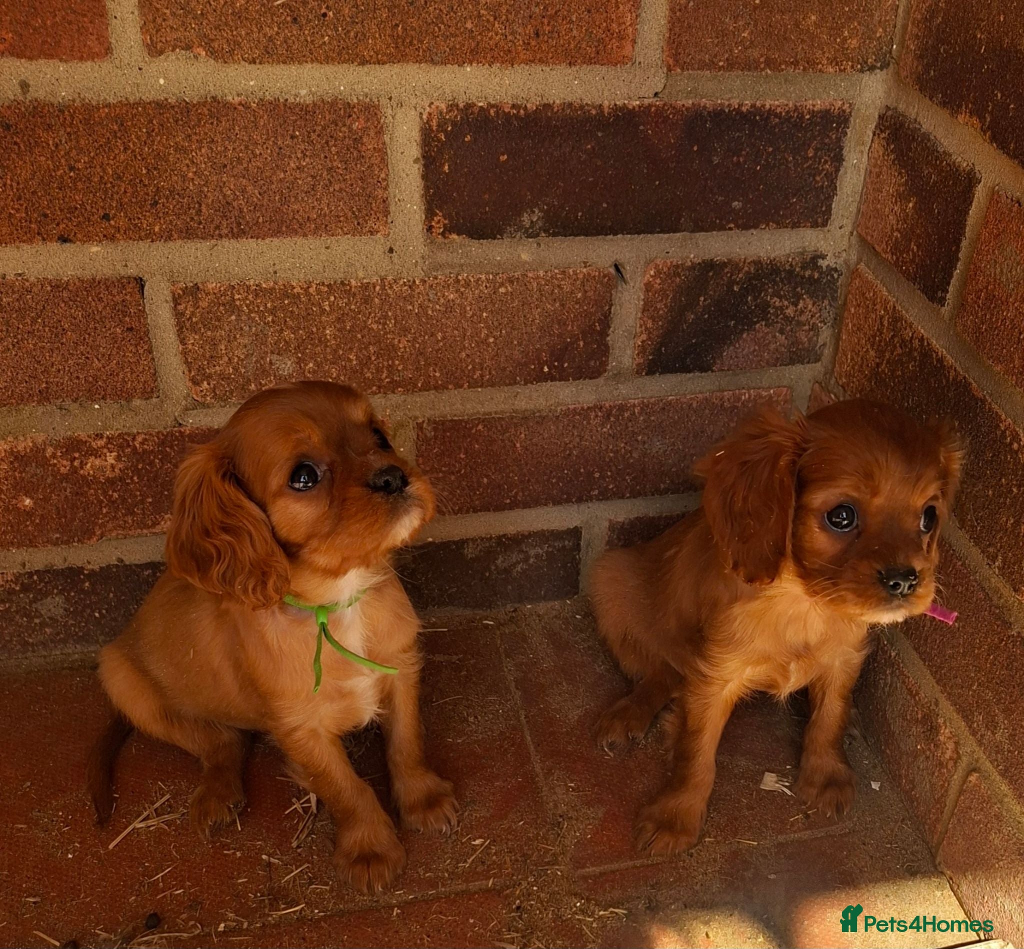 Cavalier King Charles Spaniel dogs KC Health tested Cavaliers  - Advert 2
