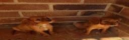 Cavalier King Charles Spaniel dogs for sale: KC Health tested Cavaliers  - Advert 2