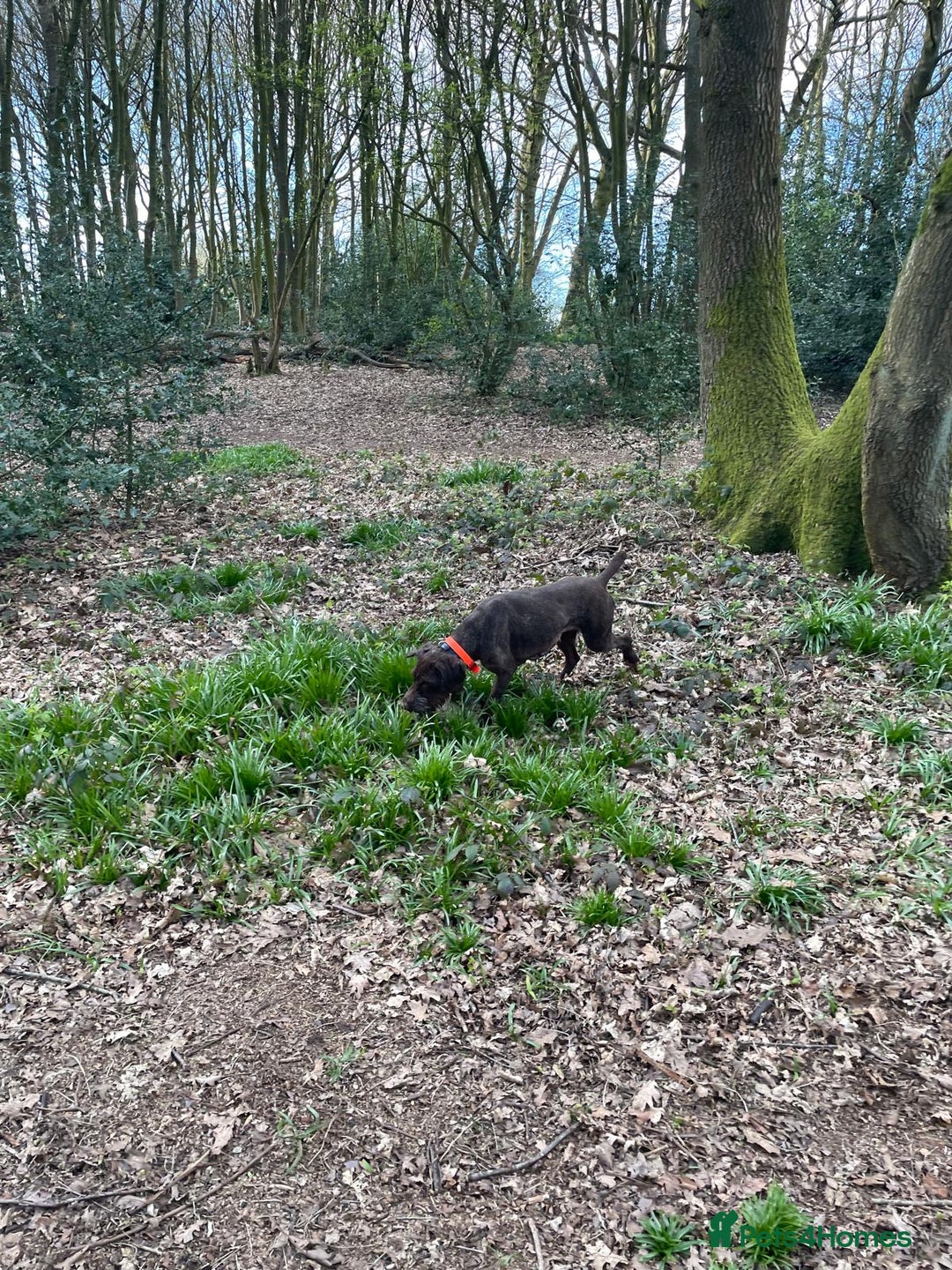 German Wirehaired Pointer dogs for sale: German wire hair pointers for sale - Advert 5