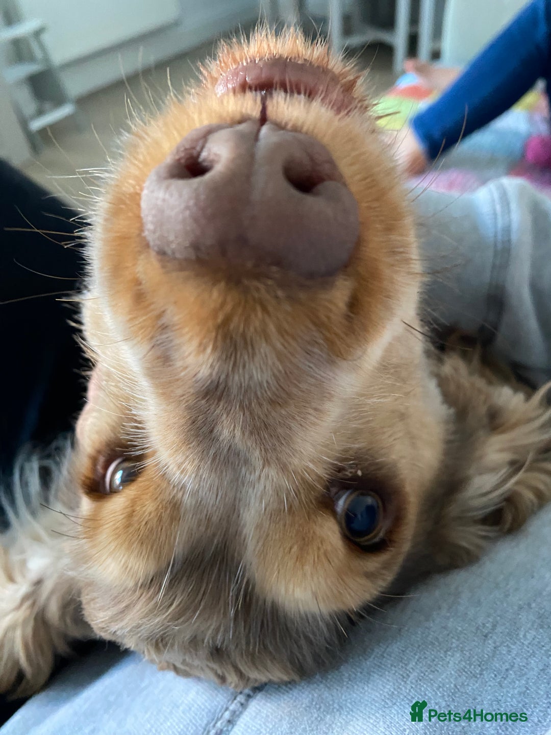 Cocker Spaniel dogs for sale: Show Cocker Spaniel Chocolate Sable  - Advert 4