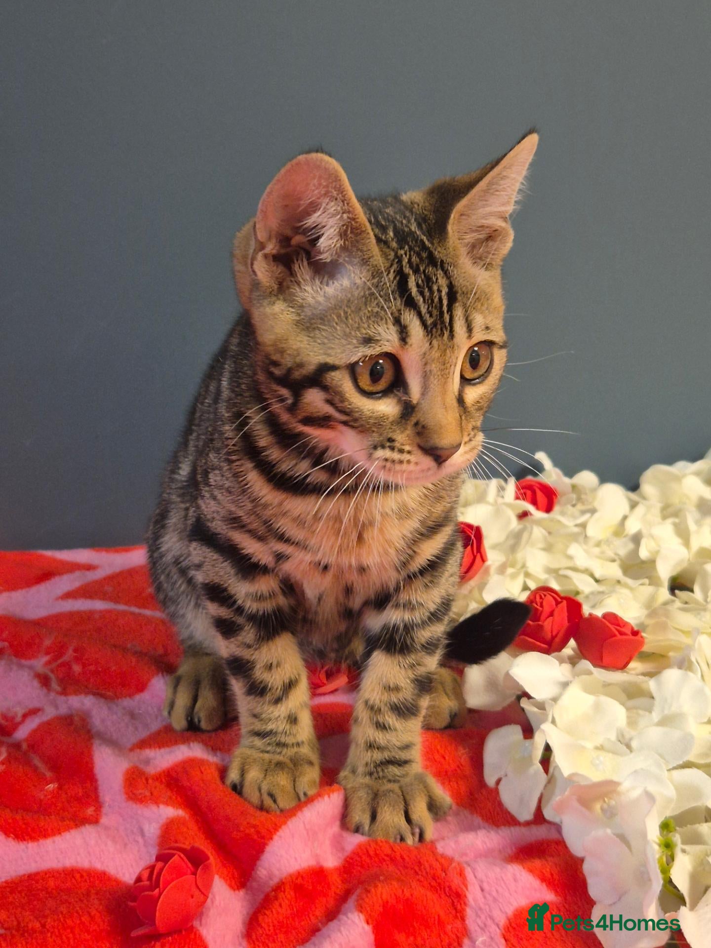 Bengal cats  Charcoal Bengal Boy Ready for forever Homes 🥰 - Advert 1