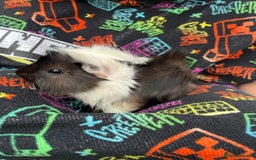 Guinea Pig rodents for sale: 3 baby's for sale - Image 6