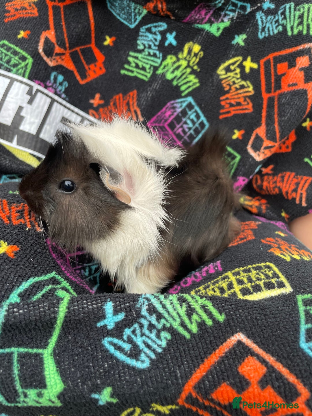 Guinea Pig rodents for sale: 3 baby's for sale - Image 6