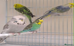 Budgerigars birds for sale: Budgies for sale  - Image 4