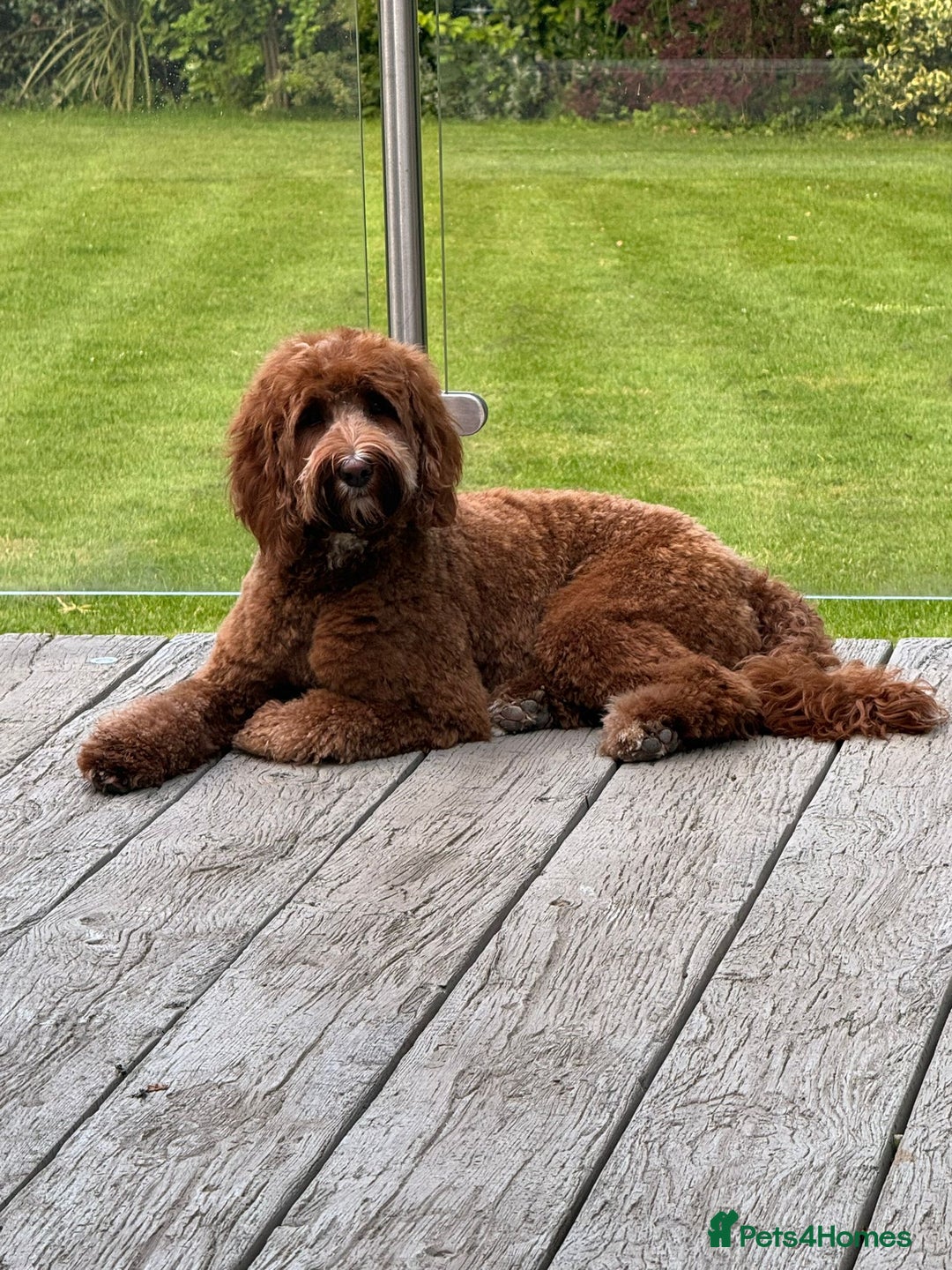 Goldendoodle dogs for sale: Australian Labradoodle RED&White TUX -Waiting list - Image 16