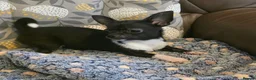Chihuahua dogs for sale: Gorgeous Kc reg chihuahuas in Blackpool - Advert 14