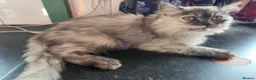 Mixed Breed cats for sale: Super fluffy ragdoll kittens. Cuddly teddy bears - Advert 14