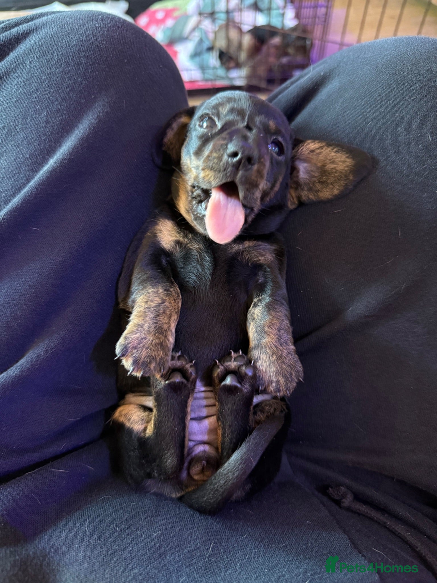 Miniature Dachshund dogs Stunning brindle miniature dachshund puppies - Advert 5