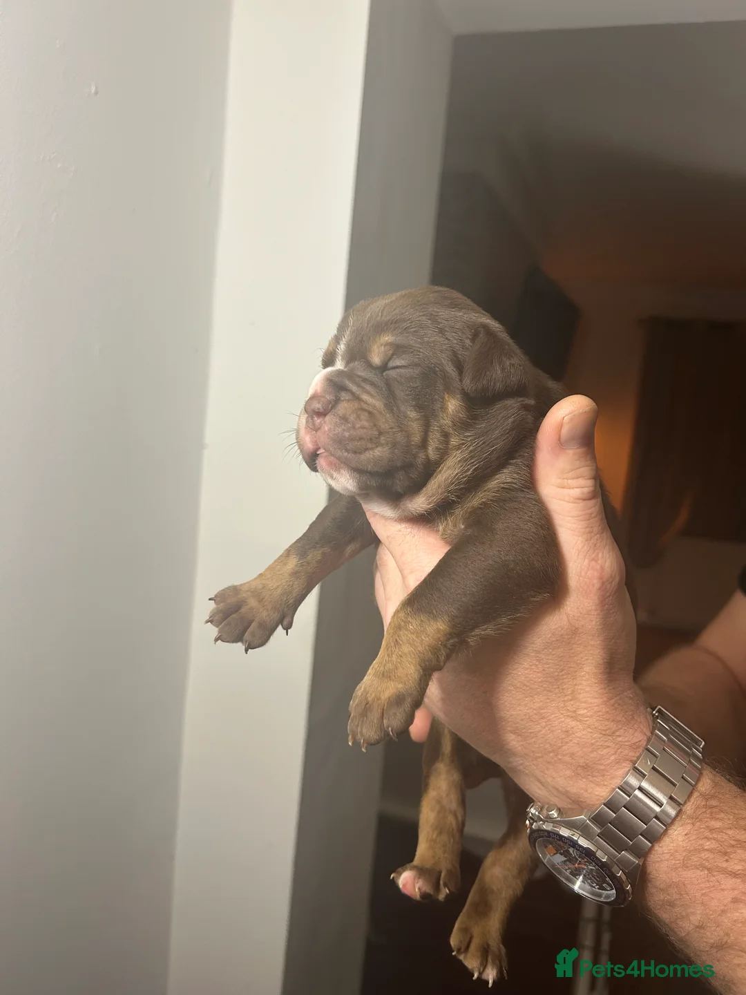 Olde English Bulldogge dogs for sale: 🔥Olde English bulldog puppies 🔥 - Advert 11