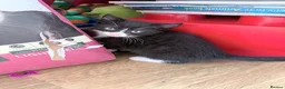 Mixed Breed cats for sale: 3 cute and playful kittens  - Advert 4