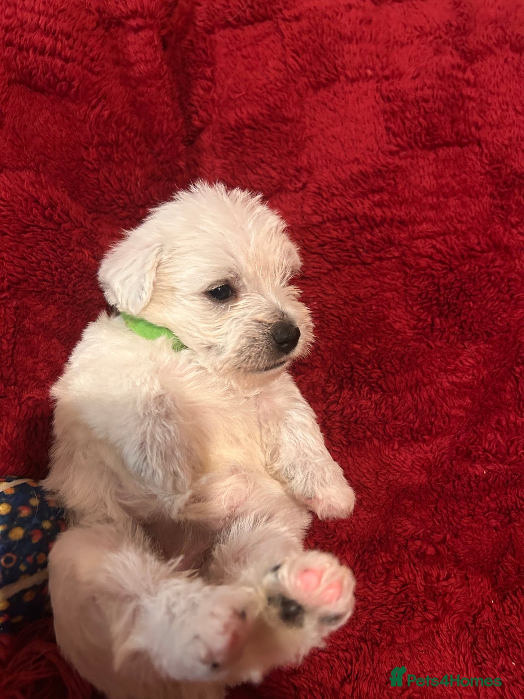 West Highland Terrier dogs for sale: West highland puppies - Advert 26