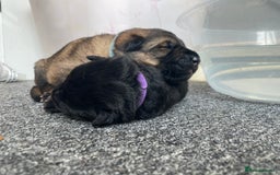 German Shepherd dogs for sale: 2 GORGEOUS MALE PUPPIES  - Image 3