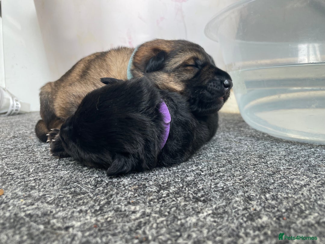 German Shepherd dogs for sale: 2 GORGEOUS MALE PUPPIES  - Image 3