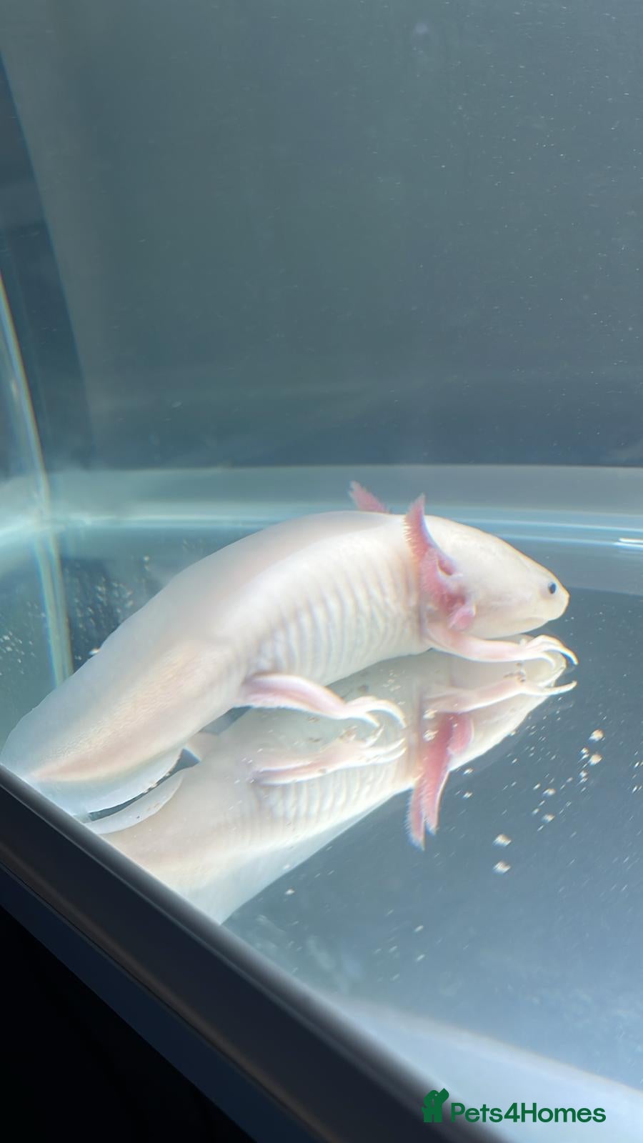 Other/Mixed Breed fish Lucistic pink axlotlt and tank set up - Advert 10